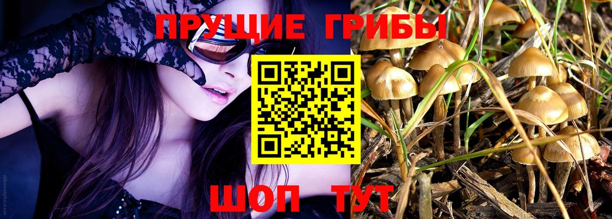 Геленджик  Псилоцибиновые грибы Psilocybe  Вход с VPN 