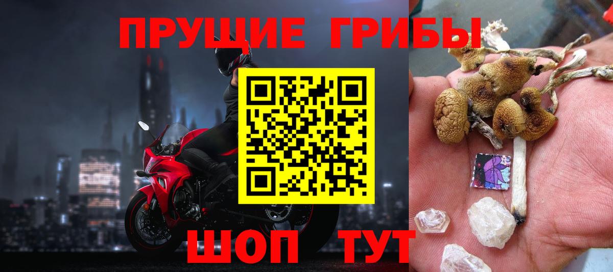 Галлюциногенные грибы Psilocybe Геленджик